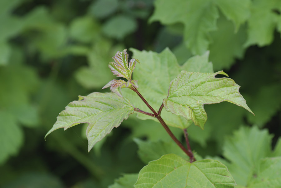 Viburnum opulus / Palla di neve